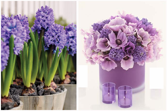 Hyacinths
