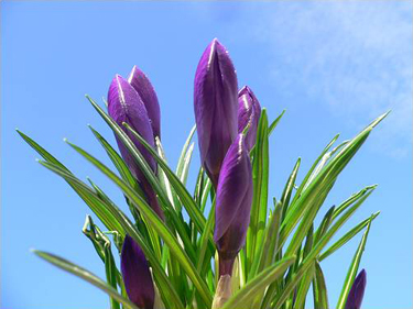 Crocuses purple flowers 11 Time to Catch Up!
